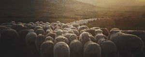 Insight to Our Shepherd