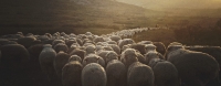 Insight to Our Shepherd