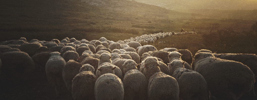 Insight to Our Shepherd