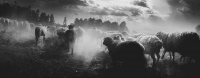 The Heartbeat of Our Shepherd